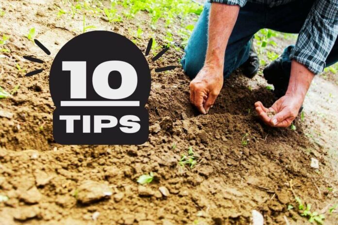 Top Gardening Tips for Beginners