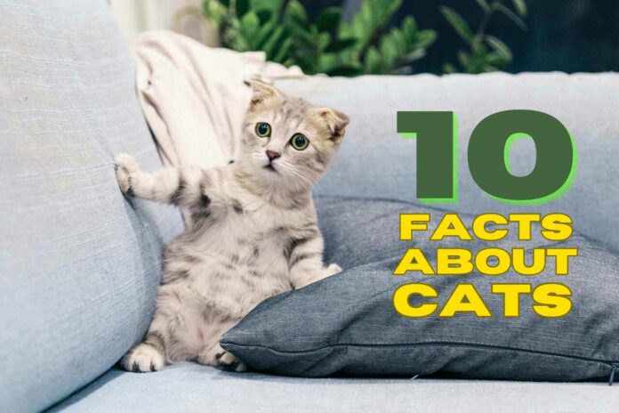 Fascinating facts about cats